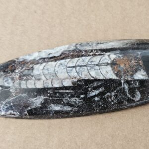Polished Fossil Orthoceras (Cephalopod) from Morocco