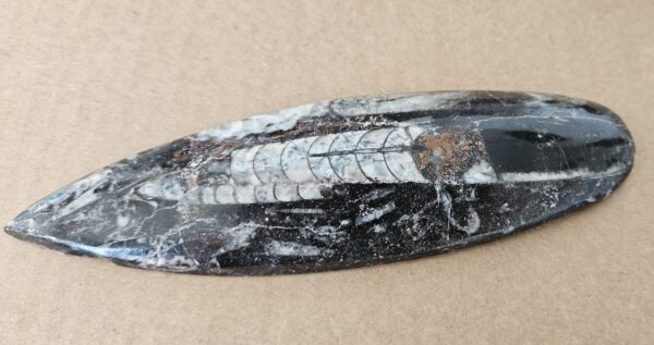Polished Fossil Orthoceras (Cephalopod) from Morocco